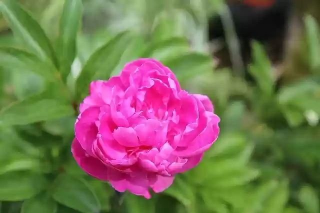 Free download Peony Rose Flowering -  free photo or picture to be edited with GIMP online image editor