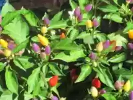 Free download peperoncino free photo or picture to be edited with GIMP online image editor