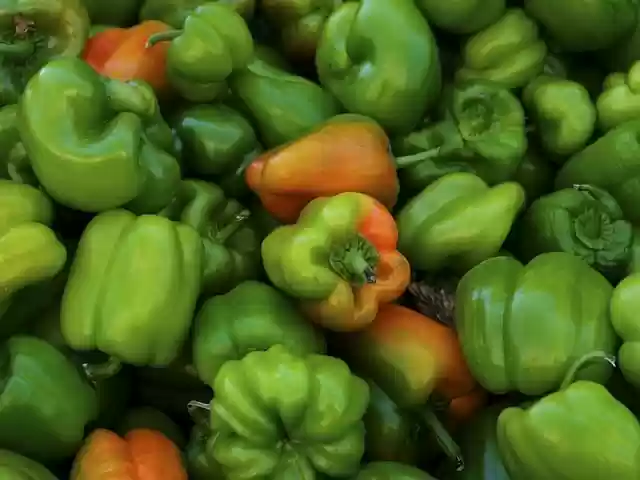 Free download pepper vegetable green agriculture free picture to be edited with GIMP free online image editor