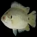 perch wallpaper  screen for extension Chrome web store in OffiDocs Chromium