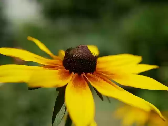 Free download Perennials Garden Flower -  free photo or picture to be edited with GIMP online image editor