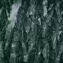 perennial tree trunk bark  screen for extension Chrome web store in OffiDocs Chromium