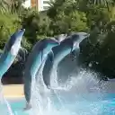 performing dolphins  screen for extension Chrome web store in OffiDocs Chromium
