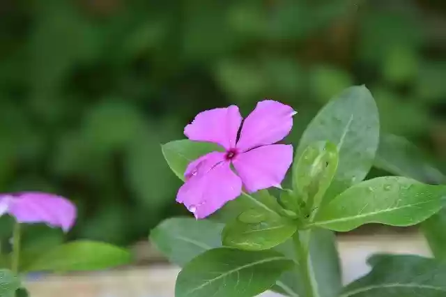 Free download Periwinkle Beautiful Flowers -  free photo or picture to be edited with GIMP online image editor