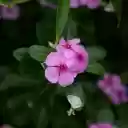Periwinkle flowers are purple and pink  screen for extension Chrome web store in OffiDocs Chromium