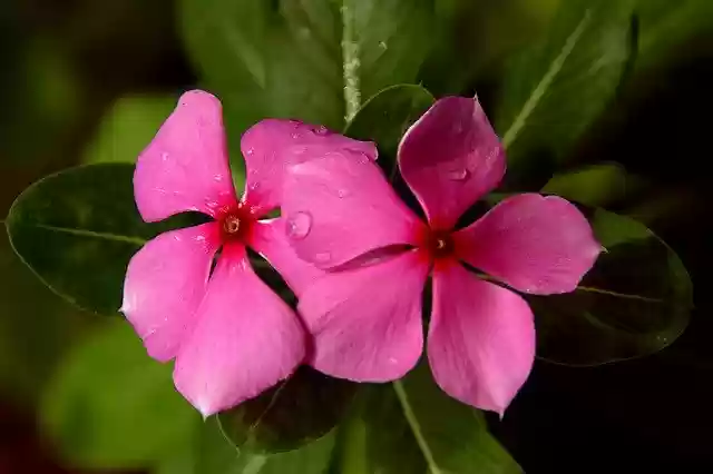 Free download Periwinkle Flowers Flower Team -  free photo or picture to be edited with GIMP online image editor