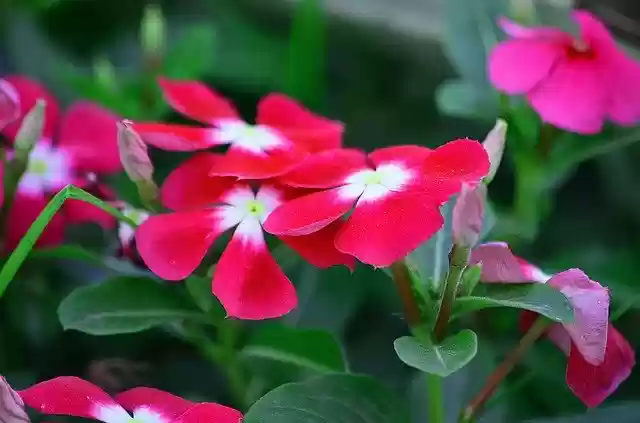 Free download Periwinkle Flowers Red -  free photo or picture to be edited with GIMP online image editor