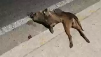 Free download perro atropellado free photo or picture to be edited with GIMP online image editor