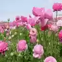 Persian buttercup wallpaper  screen for extension Chrome web store in OffiDocs Chromium
