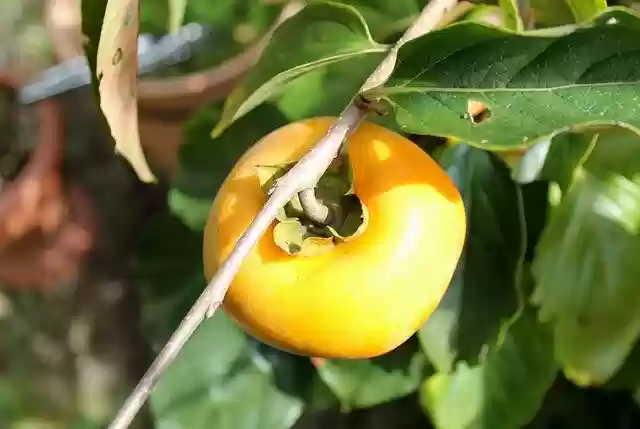 Free download Persimmon Fruit Food -  free photo or picture to be edited with GIMP online image editor