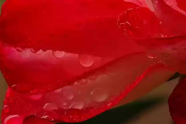 Free download Petal Wet -  free photo or picture to be edited with GIMP online image editor