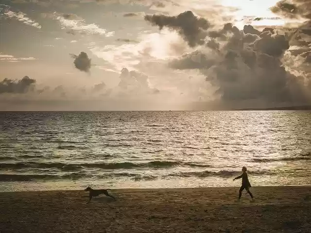 Free download Pet Beach Walk -  free free photo or picture to be edited with GIMP online image editor