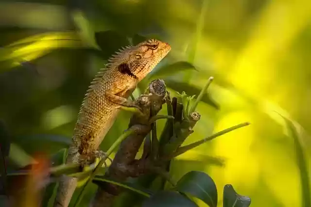 Free download pet calotes versicolor free picture to be edited with GIMP free online image editor