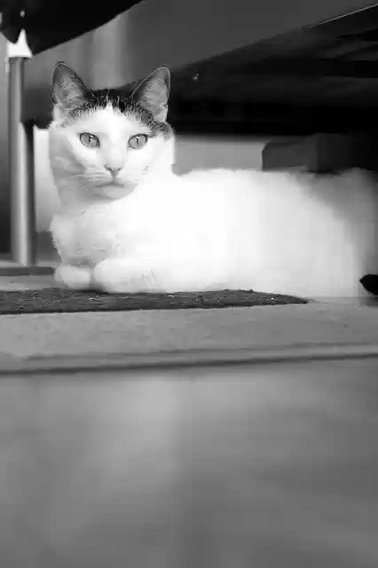 Free download Pet Cat Animal Domestic -  free photo or picture to be edited with GIMP online image editor