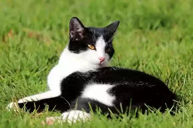 Free download Pet Cat Domestic -  free photo or picture to be edited with GIMP online image editor