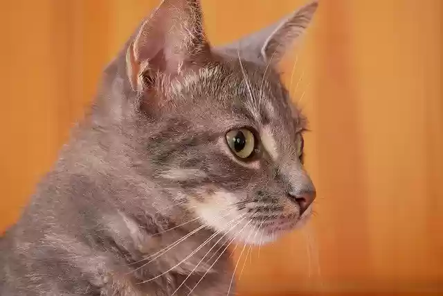 Free download Pet Kitten Feline -  free photo or picture to be edited with GIMP online image editor