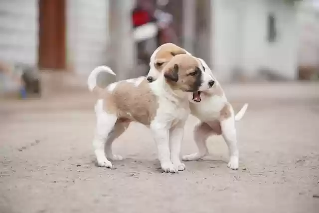Free download pet puppies animals street canine free picture to be edited with GIMP free online image editor