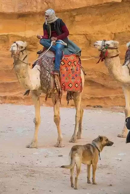 Free download Petra Dromedary Bedouin -  free photo or picture to be edited with GIMP online image editor
