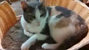 Free download pets-09-02-2016-003 free photo or picture to be edited with GIMP online image editor