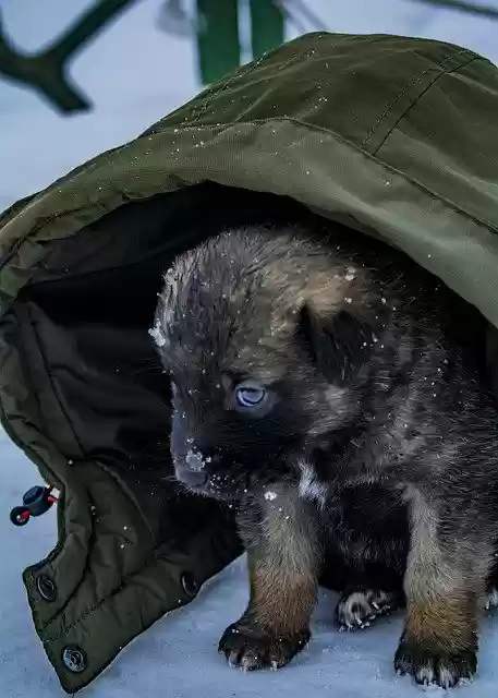 Free download Pets Puppy -  free photo or picture to be edited with GIMP online image editor