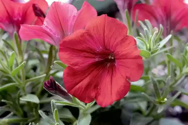 Download gratuito Petunia Flower Purple - foto o immagine gratuita da modificare con l'editor di immagini online di GIMP