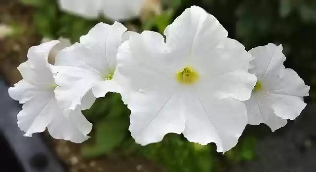 Free download Petunia Page Century White Flower -  free photo or picture to be edited with GIMP online image editor