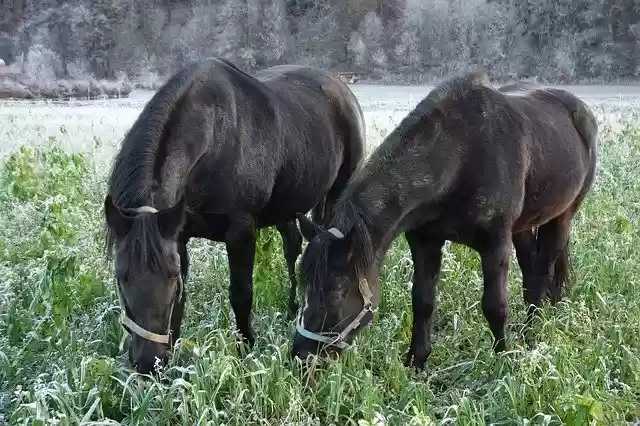 Free download Pferde Frost Eis -  free free photo or picture to be edited with GIMP online image editor