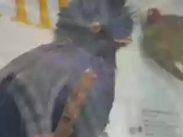 Free download Pharomachrus Mocinno - Ark Project free photo or picture to be edited with GIMP online image editor