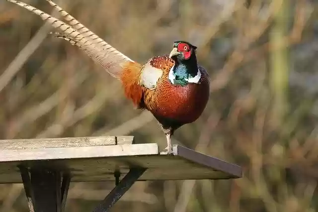 Free download Pheasant Bird Female Tail -  free photo or picture to be edited with GIMP online image editor
