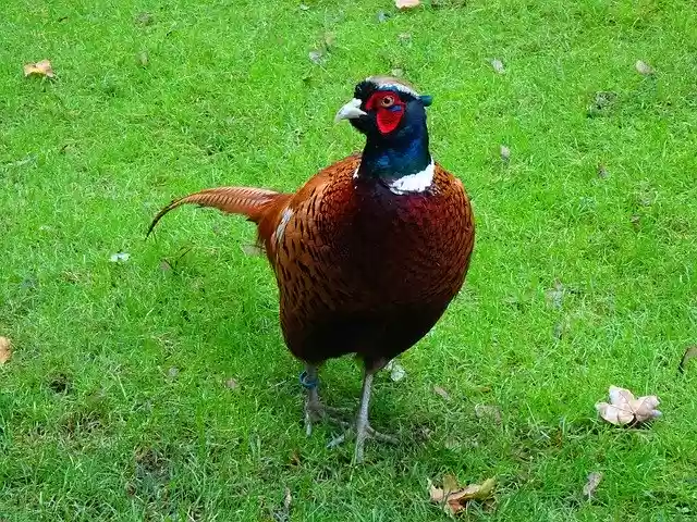 Free download Pheasant Male Ringed -  free free photo or picture to be edited with GIMP online image editor