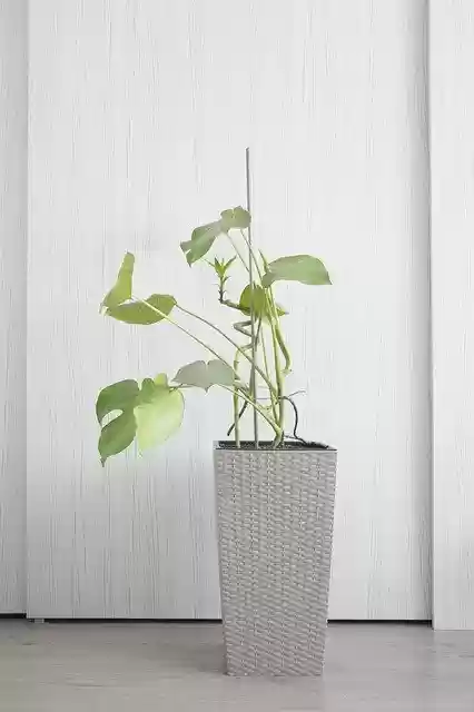 Free download Philodendron Leaf Flower -  free photo or picture to be edited with GIMP online image editor