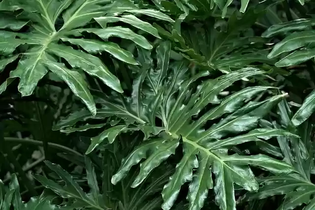 Free download philodendron leaves plant foliage free picture to be edited with GIMP free online image editor