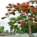 phoenix tree wallpaper  screen for extension Chrome web store in OffiDocs Chromium