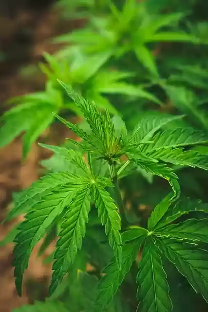 Free download phone wallpaper cbd marijuana free picture to be edited with GIMP free online image editor