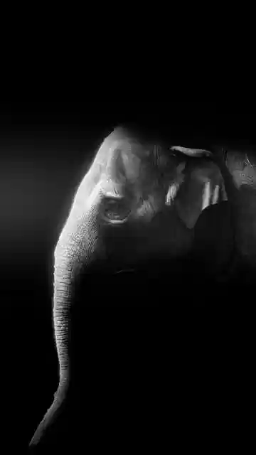 Free download phone wallpaper elephant tusks free picture to be edited with GIMP free online image editor