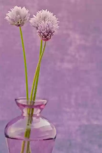 Free download phone wallpaper flowers chives vase free picture to be edited with GIMP free online image editor
