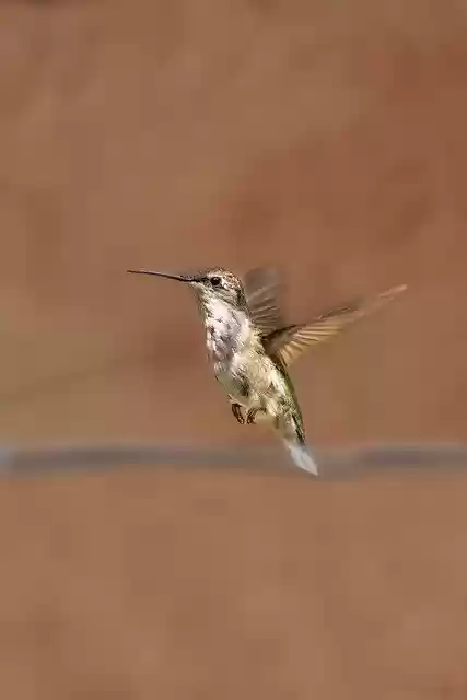 Free download phone wallpaper hummingbird birds free picture to be edited with GIMP free online image editor