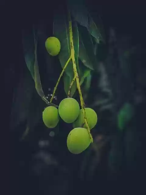 Unduh gratis wallpaper ponsel gambar daun pohon mangga gratis untuk diedit dengan editor gambar online gratis GIMP