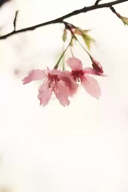 Free download phone wallpaper spring flowers free picture to be edited with GIMP free online image editor