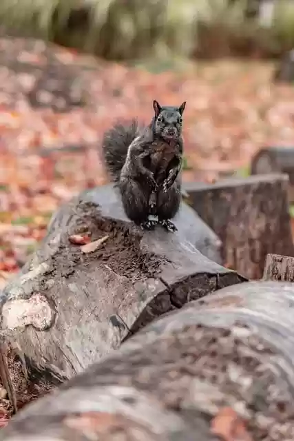 Free download phone wallpaper squirrel rodent free picture to be edited with GIMP free online image editor