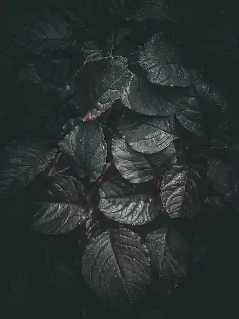 Free download phone wallpaper tree leaves plant free picture to be edited with GIMP free online image editor