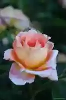 Free download photos of roses free photo or picture to be edited with GIMP online image editor