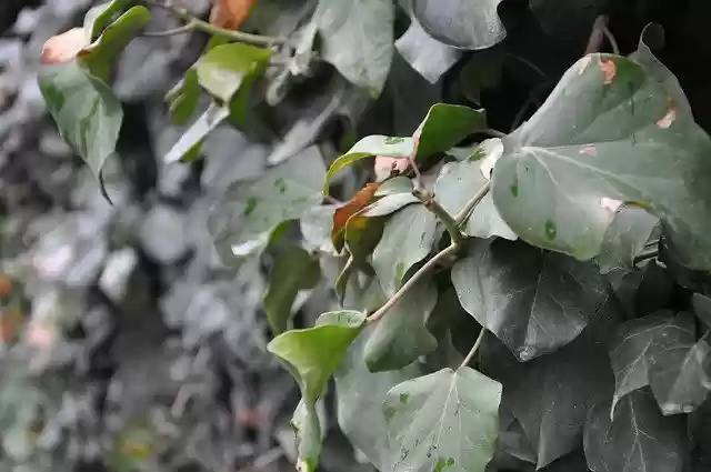 Free download Photos Taken S -  free free photo or picture to be edited with GIMP online image editor