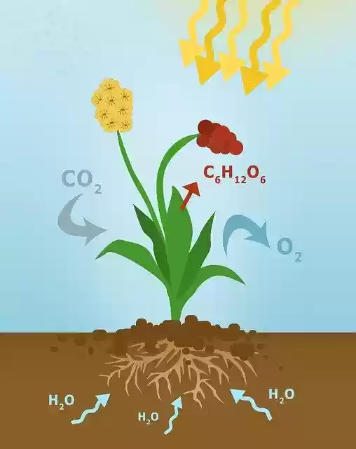 Free download Photosynthesis Diagram Of -  free illustration to be edited with GIMP free online image editor