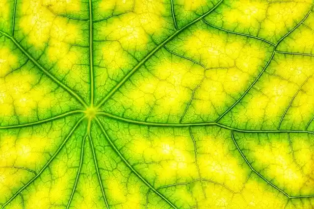 Free download photosynthesis leaf green structure free picture to be edited with GIMP free online image editor