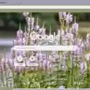 OffiDocs Chromium의 Chrome 웹 스토어 확장 프로그램 Physostegia Virginiana 화면