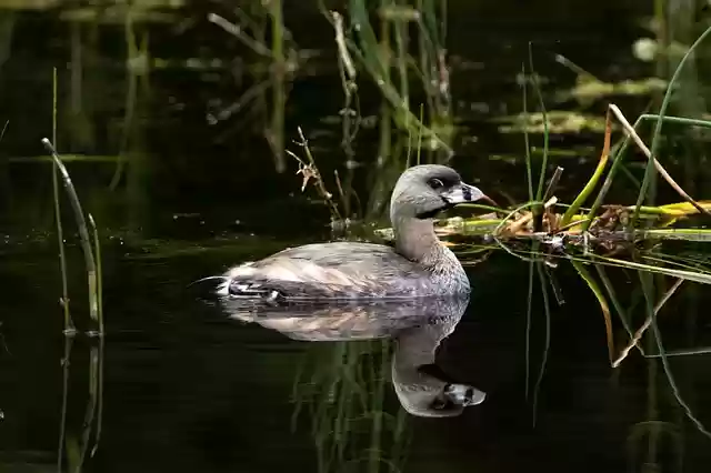 Free download pied billed grebe bird animal swim free picture to be edited with GIMP free online image editor