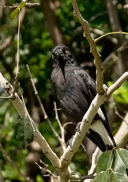Free download Pied Currawong Strepera Graculina -  free photo or picture to be edited with GIMP online image editor