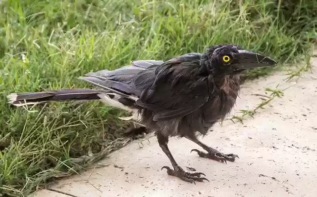 Free download Pied Currawong Young Strepera -  free photo or picture to be edited with GIMP online image editor