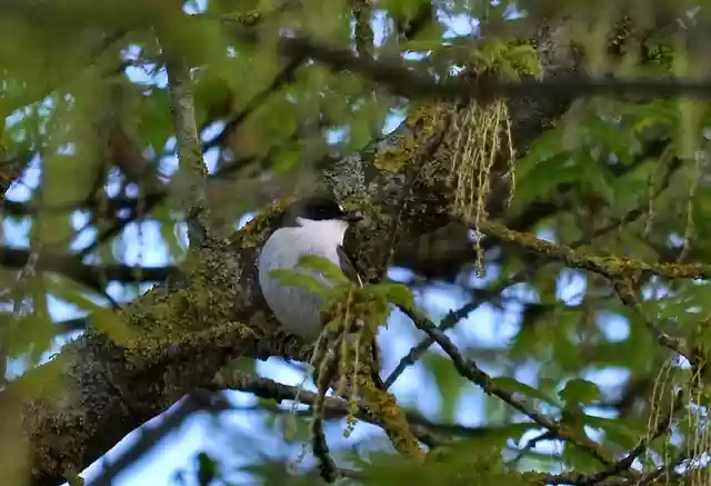 Free download pied flycatcher ficedula hypoleuca free picture to be edited with GIMP free online image editor